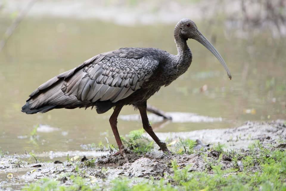 នៅកម្ពុជា សត្វត្រយងយក្ស និងសត្វត្រយងចង្កំកស មានចំនួនជិត ១ពាន់ក្បាល  ដែលជាសត្វរងគ្រោះបំផុតនៅលើពិភពលោក - Khmerhome