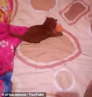 កូនតោភ្នំមួយក្បាលនោះ
