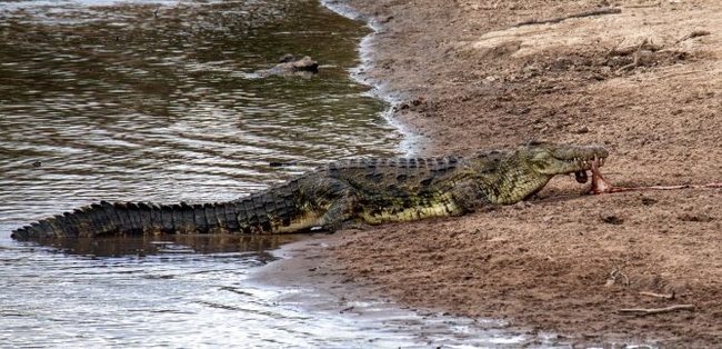 The huge crocodile still has part of the zebra in its jaws as it climbs onto the bank. Credit: Mediadrumimages/ShazmeenHusseinBank