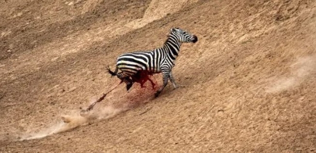 The zebra could be seen bleeding badly as it fled. Credit: Mediadrumimages/ShazmeenHusseinBank
