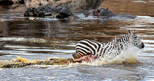 Pictures show a zebra as it is attacked by a gigantic crocodile. Credit: Mediadrumimages/ShazmeenHusseinBank