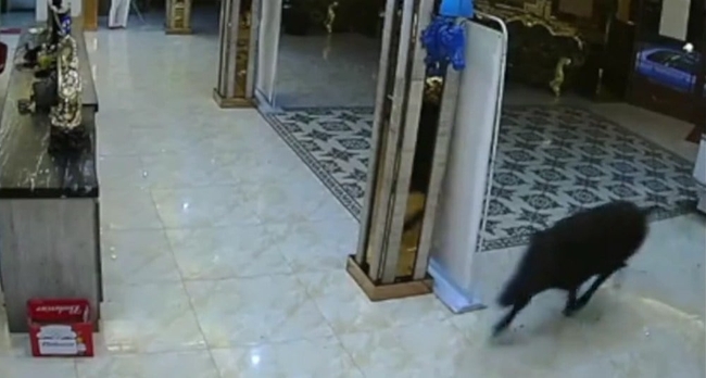 ជ្រូកព្រៃ