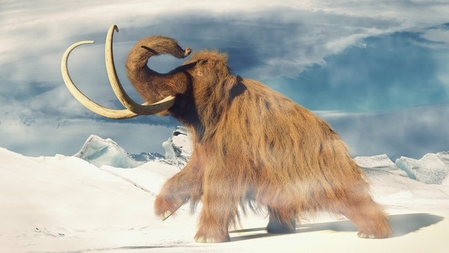 ដំរី Mammoth
