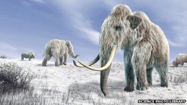 ដំរី Mammoth