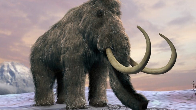 ដំរី Mammoth