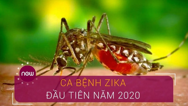 មូសដែលចម្លងវីរុស Zika