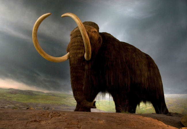 ដំរី Mammoth