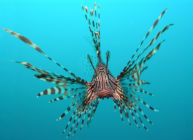 Red Lionfish&nbsp;