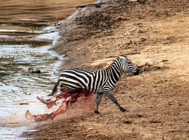 The zebra's insides can be seen pouring out as is scrambles from the water. Credit: Mediadrumimages/ShazmeenHusseinBank