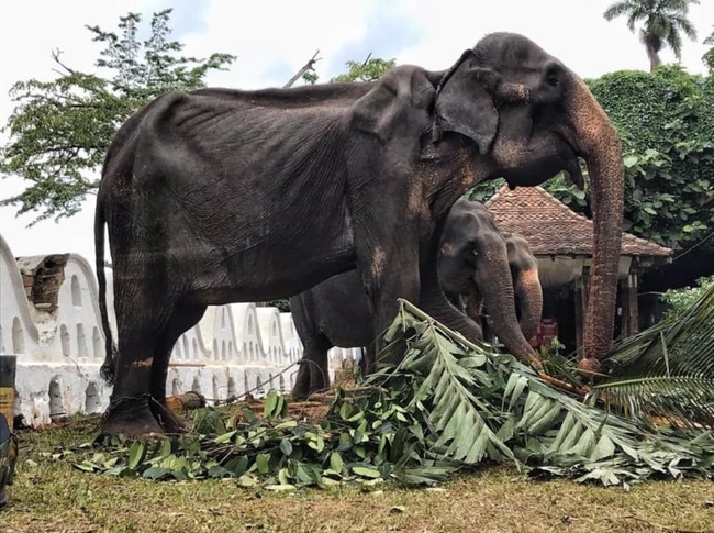 ដំរី Tikiri