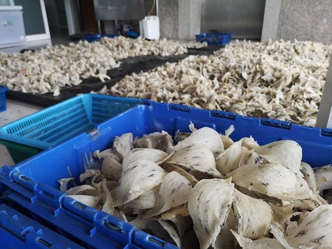 សំបុកត្រចៀកកាំ