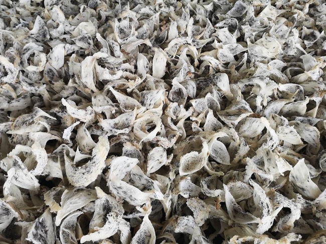 សំបុកត្រចៀកកាំ
