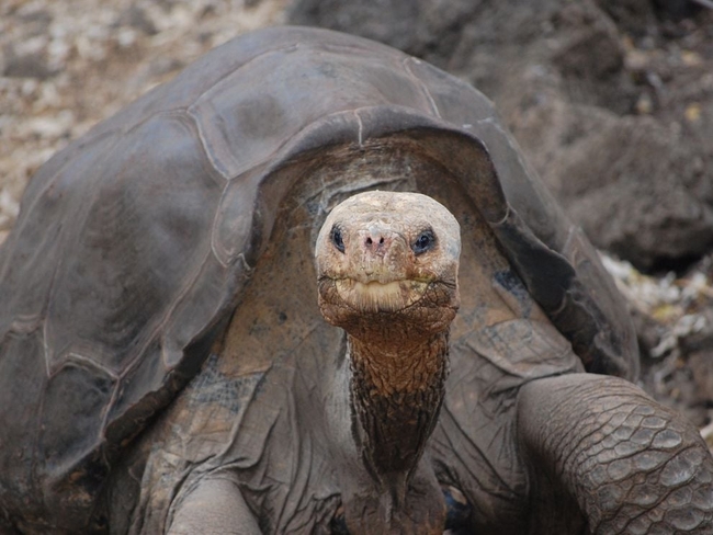 អណ្តើកយក្ស​​​​ Lonesome George ត្រូវបានគេជឿជាក់ថា វាមានអាយុកាលជាង១០០ឆ្នាំ