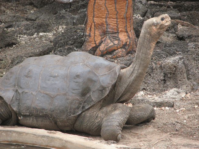 អណ្តើកយក្ស​​​ឈ្មោលឈ្មោះ Lonesome George