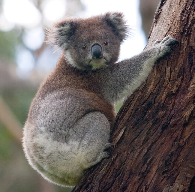 សត្វ Koala