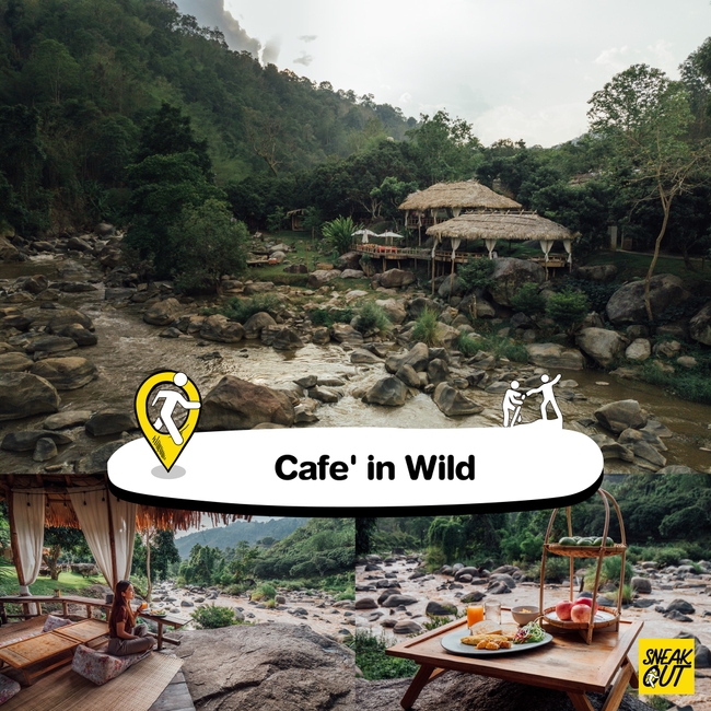 Cafe in Wild