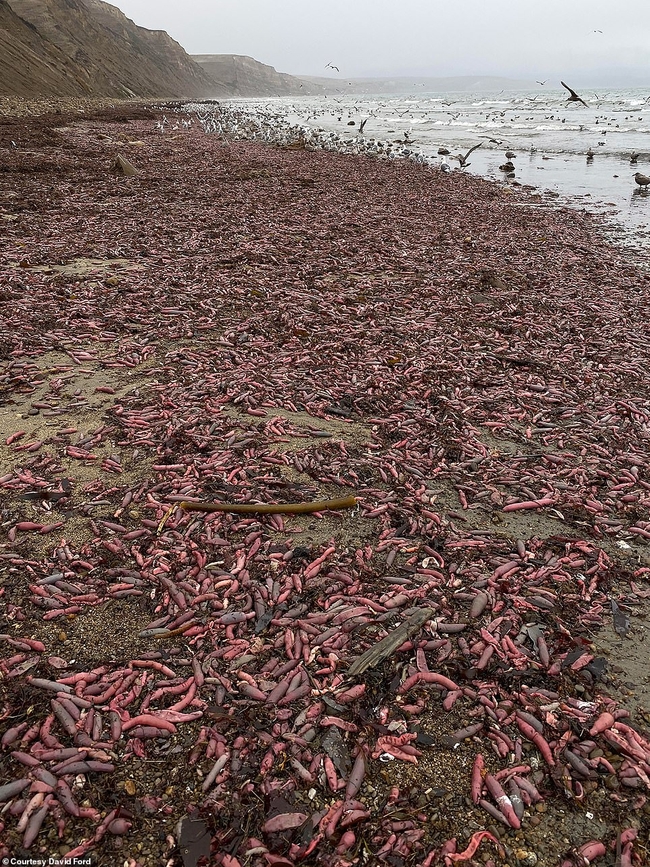 Thousands of 'penis-fish' have washed ashore Drakes Beach, California